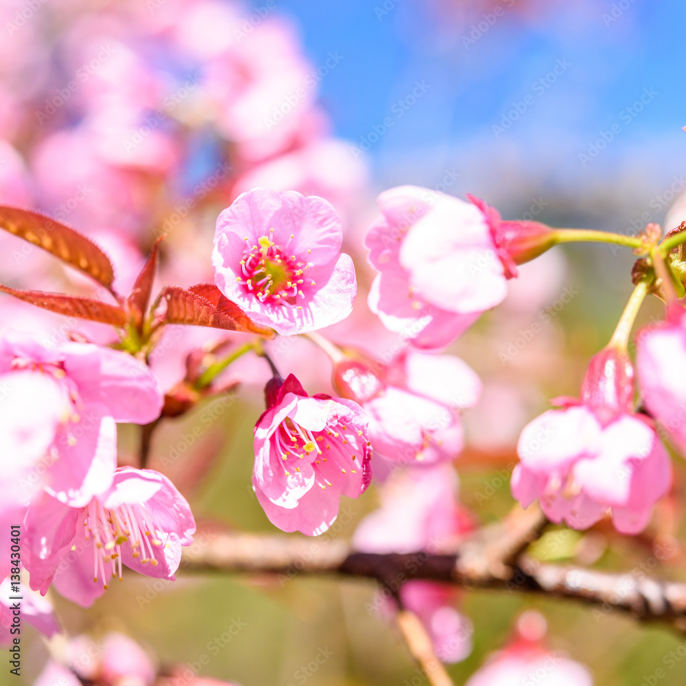 Soft focus Spring Cherry blossoms, pink flowers. Soft focus Spring Cherry blossoms, pink flowers.