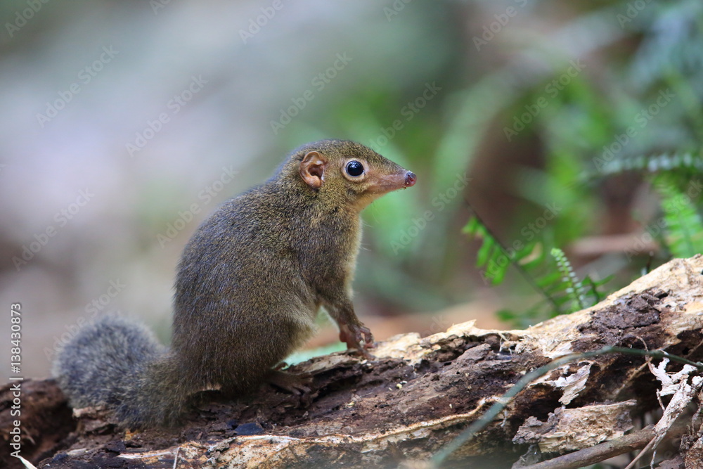 Northern Slender-tailed Treeshrew (Dendrogale murina) in Tam Dao, North Vietnam Northern Slender-tailed Treeshrew (Dendrogale murina) in Tam Dao, North Vietnam