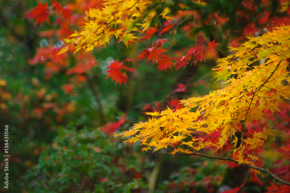 red yellow orange japanese maple leaves on soft blurred green background red yellow orange japanese maple leaves on soft blurred green background