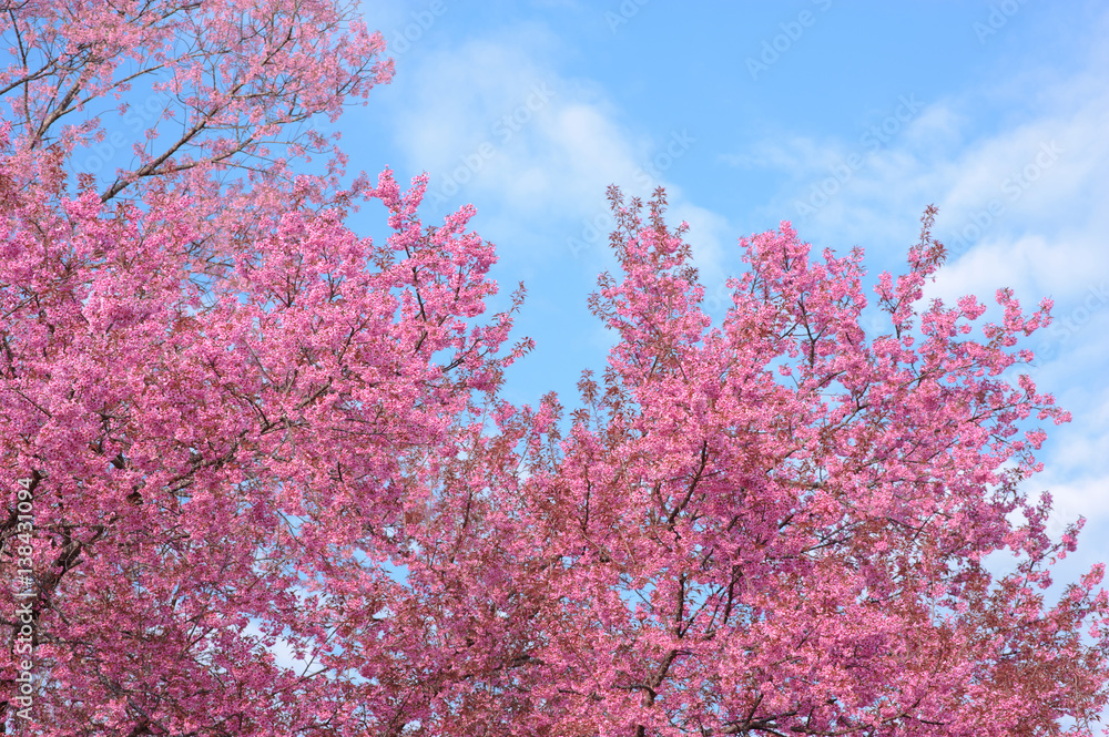 Cherry Blossom or pink Sakura flower againt the blue sky