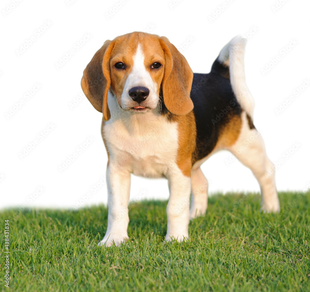 Dog Beagle breed standing on green grass