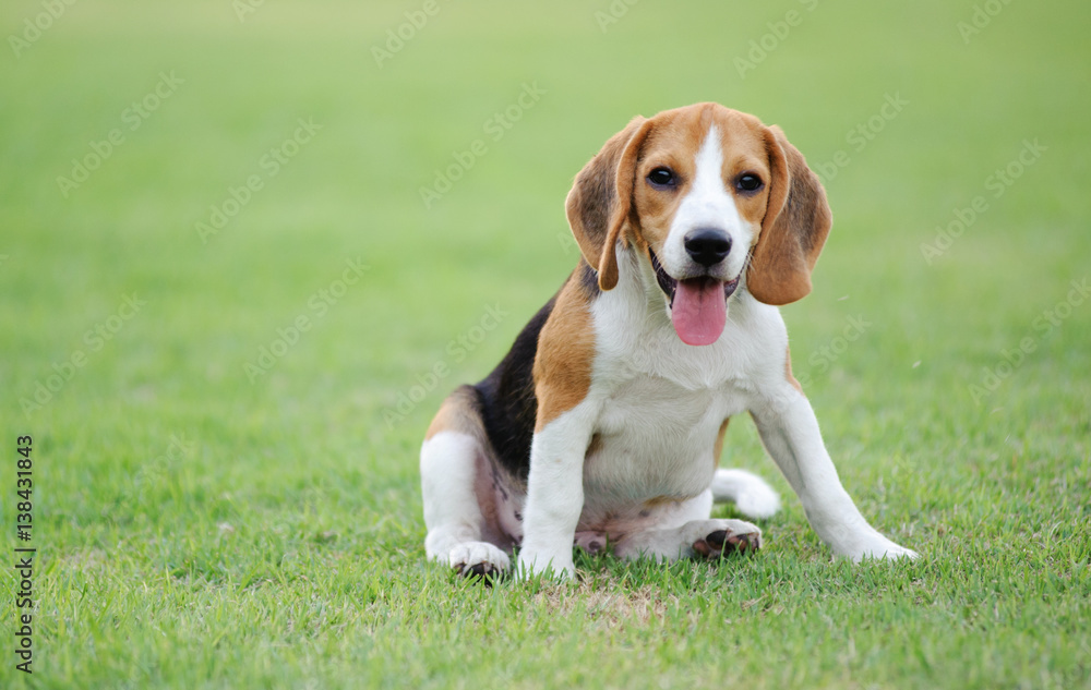 Dog Beagle breed standing on green grass focus at the eyes