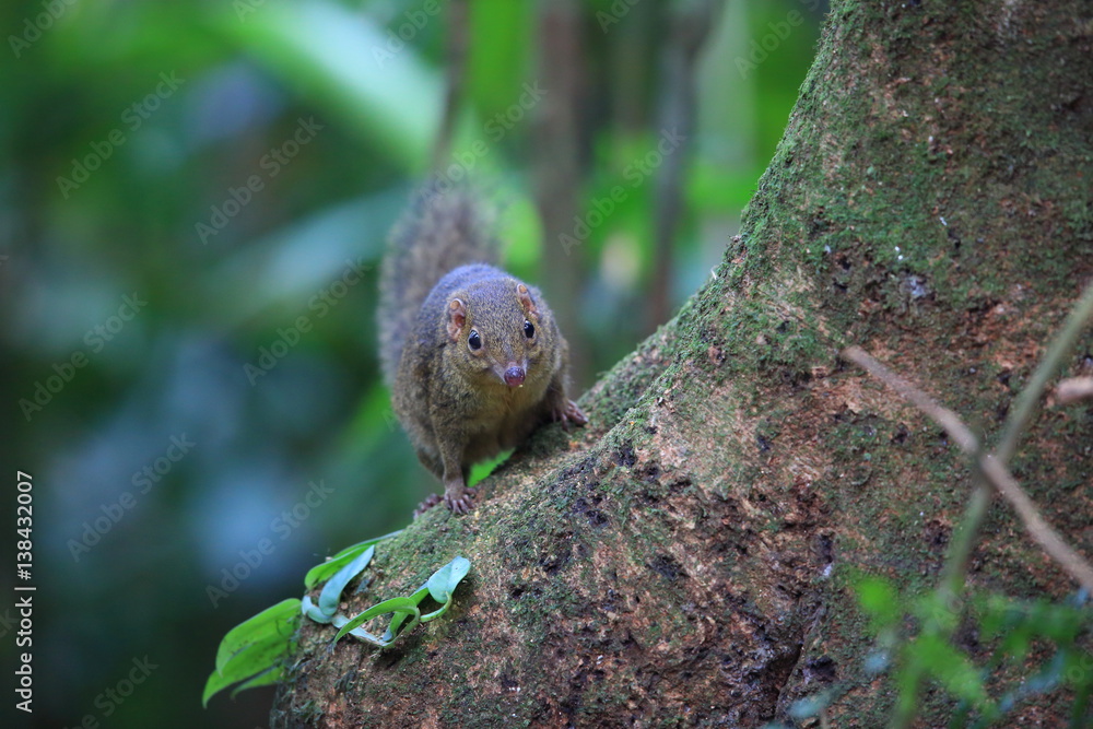Northern Slender-tailed Treeshrew (Dendrogale murina) in Tam Dao, North Vietnam Northern Slender-tailed Treeshrew (Dendrogale murina) in Tam Dao, North Vietnam