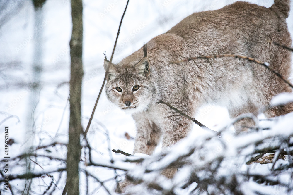 Fototapeta premium Lynx in a Winter Forest