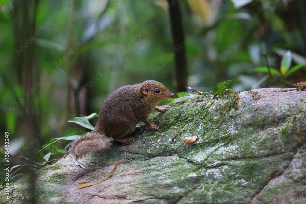Northern Slender-tailed Treeshrew (Dendrogale murina) in Tam Dao, North Vietnam Northern Slender-tailed Treeshrew (Dendrogale murina) in Tam Dao, North Vietnam
