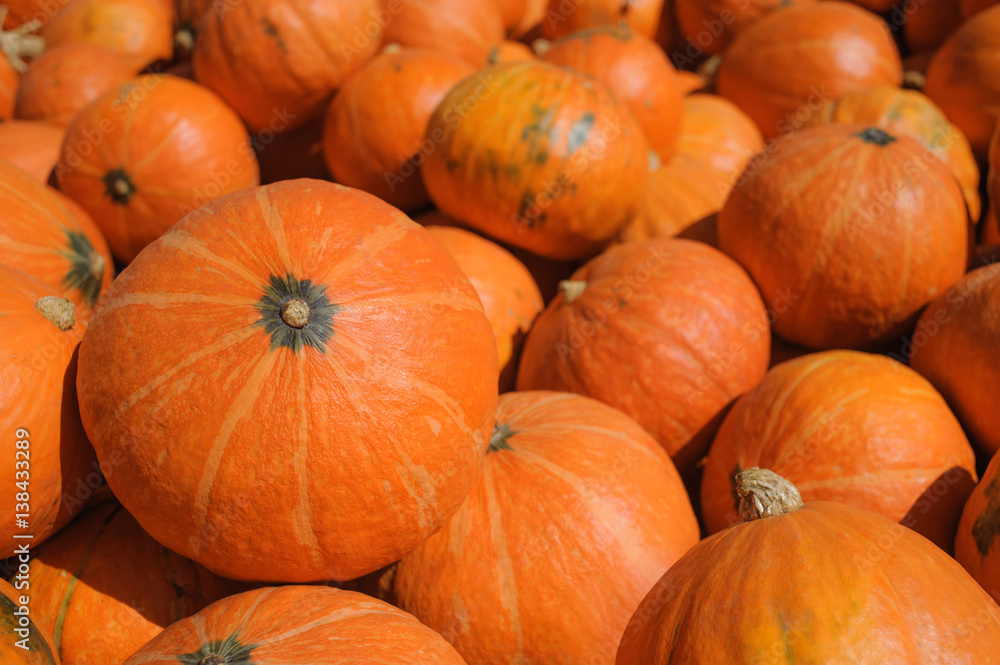 Pumpkin Stalks Pumpkin Stalks