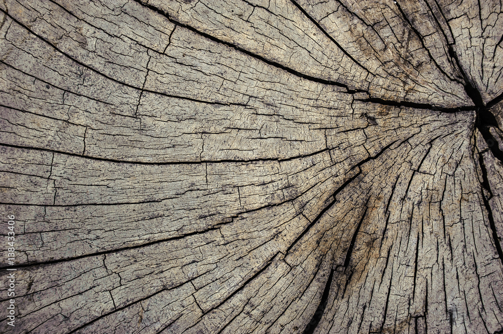 Wood texture of cut tree trunk, close-up