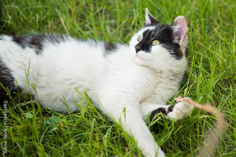 Cute  cat playing on the grass