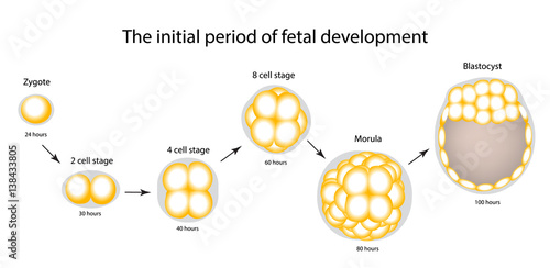 The initial period of fetal development. The structure of the zygote, blastocyst. Infographics. Vector illustration on isolated background
