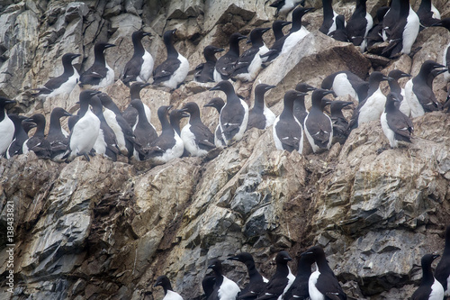 Thick-billed murres were taken nesting place on ledge 4 photo