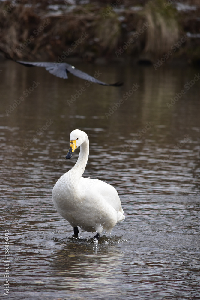 Fototapeta premium 頭上をカラスが通過した白鳥