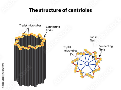 The structure of centrioles. Infographics. Vector illustration on isolated background photo