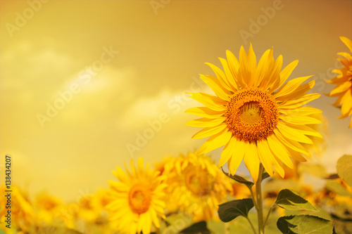 Fototapeta Naklejka Na Ścianę i Meble -  field of sunflowers with the sunlight adjust color to colorful with gold light