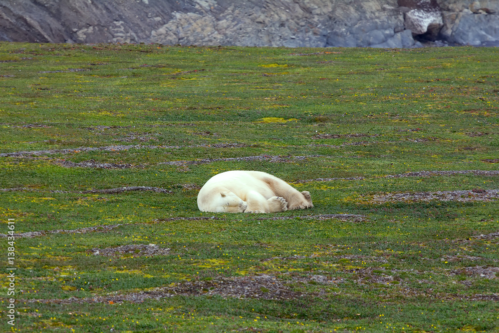 Fototapeta premium The owner of the Arctic: polar bear, which happily sleeping in open tundra