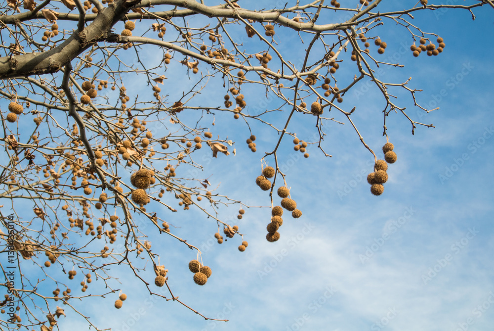 A view to sycamore branches with dry leaves and seeds and a sky on winter day at Tbilisi, Georgia, Caucasus mountains. A view to sycamore branches with dry leaves and seeds and a sky on winter day at Tbilisi, Georgia, Caucasus mountains.