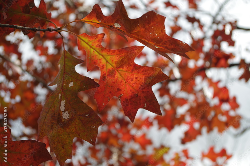 Fototapeta premium three shades of fall