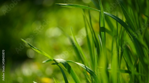 Gras im Garten Gegenlicht