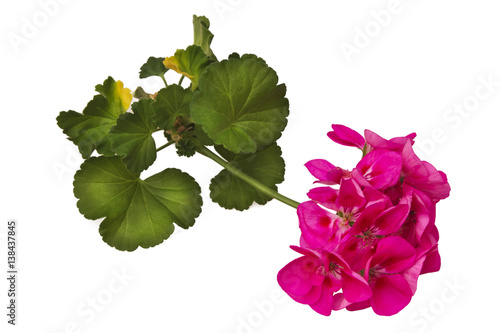 Fototapeta Naklejka Na Ścianę i Meble -  Pink geranium
