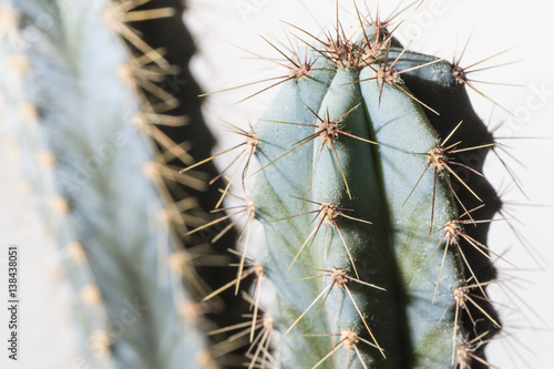 Cactus in flowerpot on white background