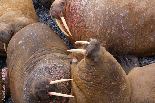 Life Atlantic walruses at haul out sites is (at most) of sleep and small conflicts with neighbors photo