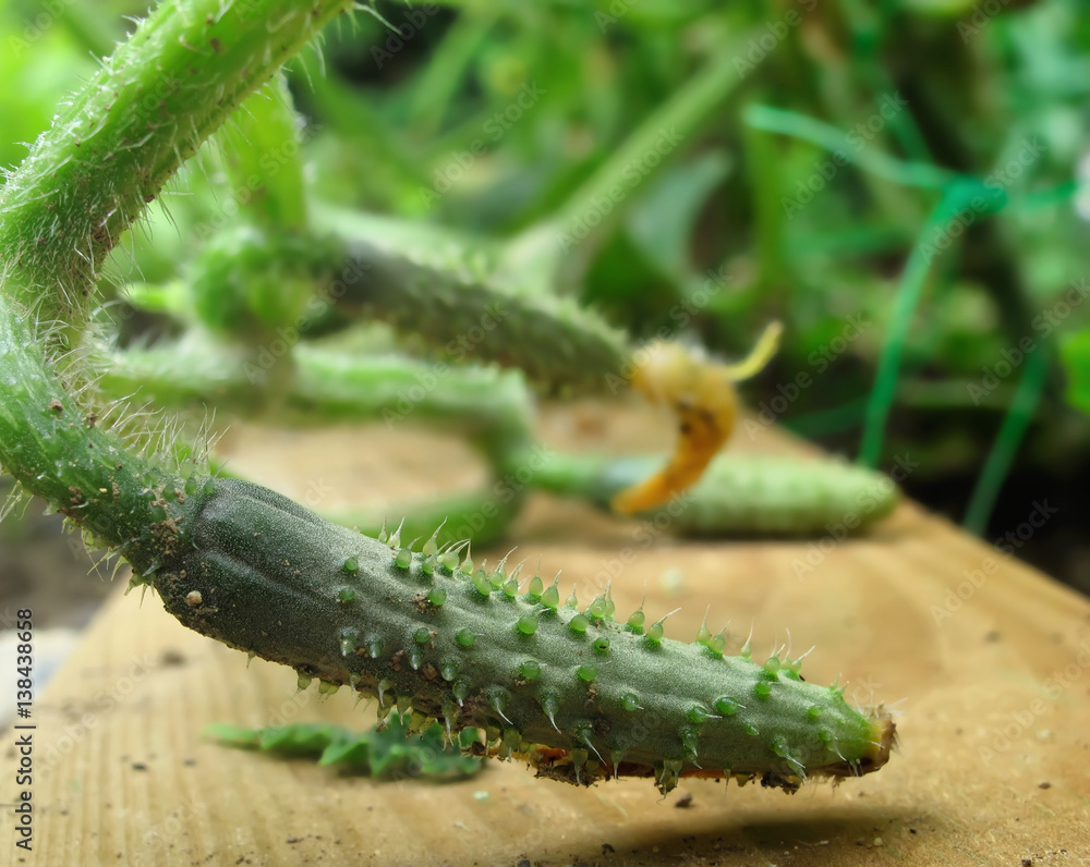 pied de petit concombre au jardin ! pied de petit concombre au jardin !