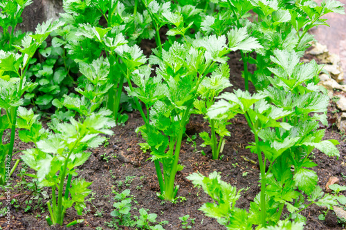 Fresh celery vegetable growing in the organic farm