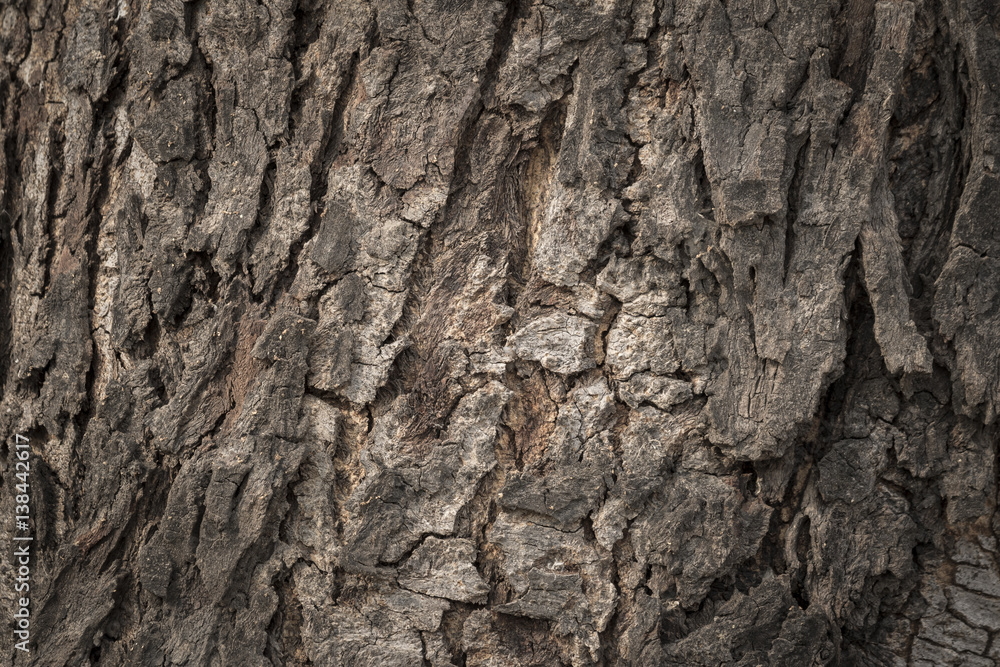 Old Wooden bark texture Old Wooden bark texture