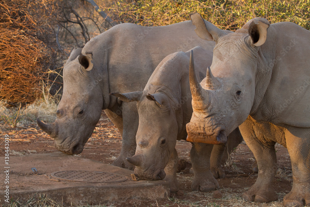 Fototapeta premium White Rhino, Madikwe Game Reserve