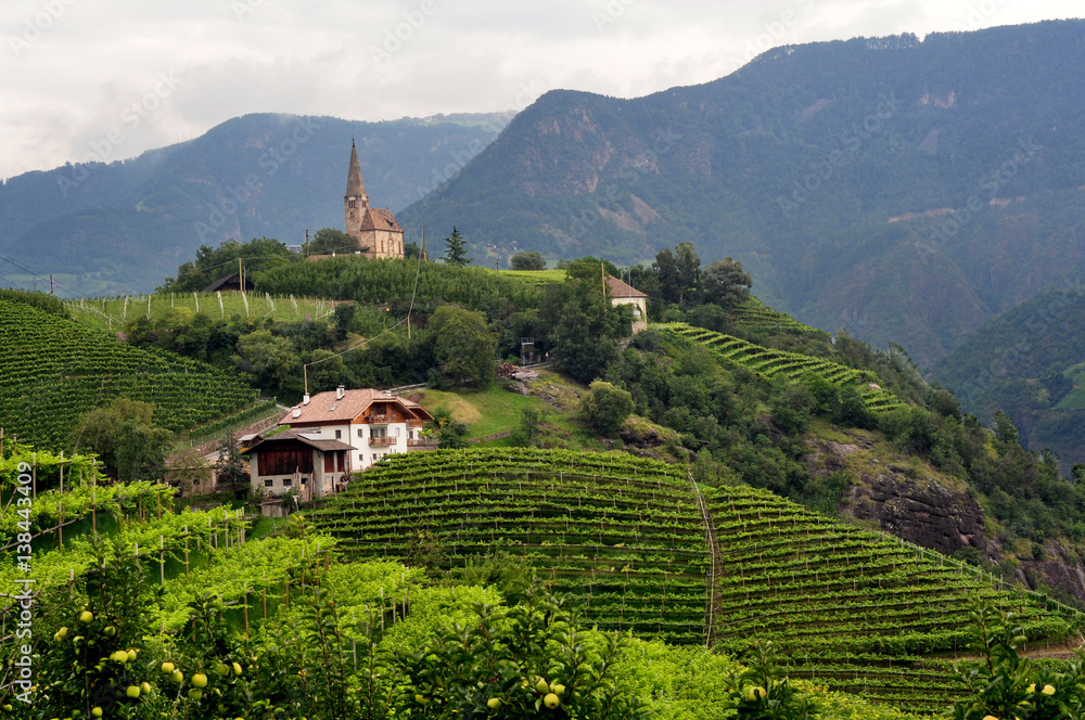 Vineyards in Italy