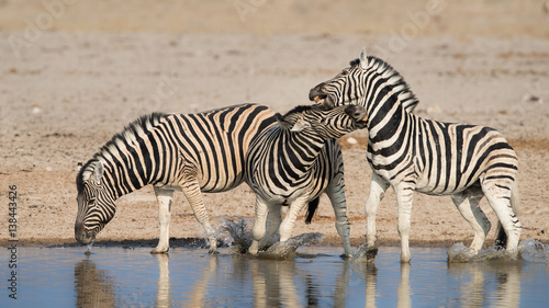 Zebra aggression