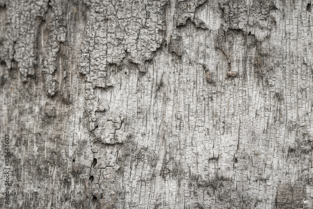 Obraz premium Old Wooden bark texture