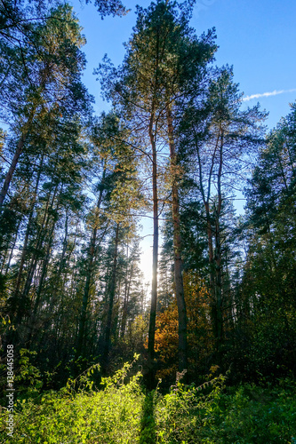 The sun through trees