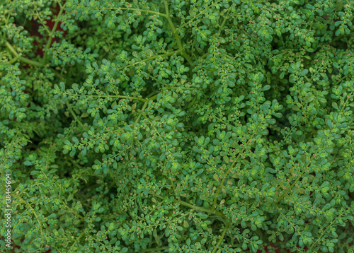 Green leaves background