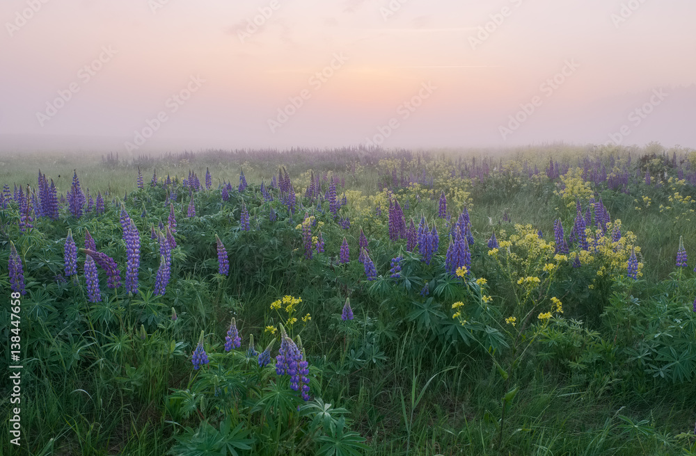 Landscape with flowering lupine early summer sun on a misty morning sunrise