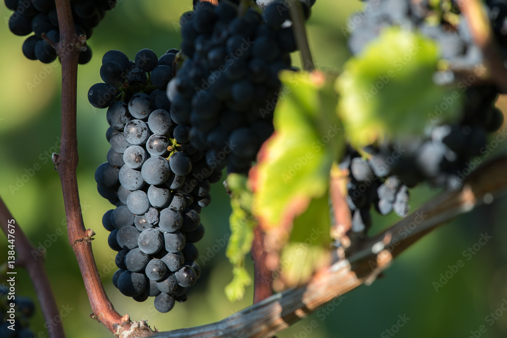 Fototapeta premium Wein 2017