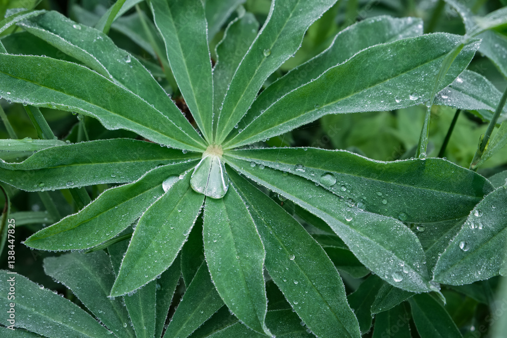 Leaves of plants with drops of dew and rain. Lupine leaves Leaves of plants with drops of dew and rain. Lupine leaves