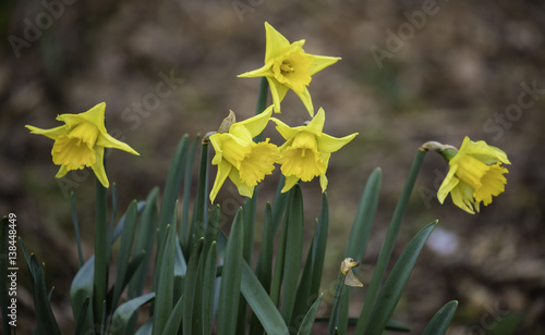 Daffodils photo