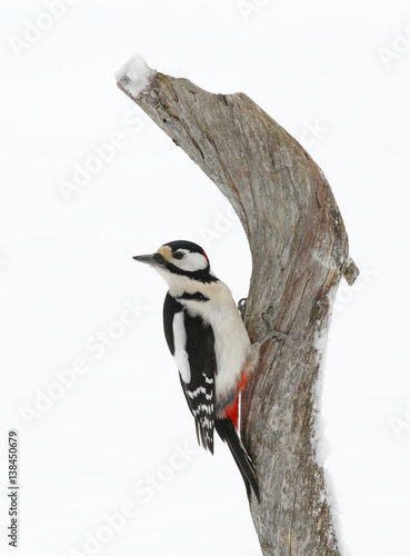 Great spotted woodpecker, Dendrocopos major.