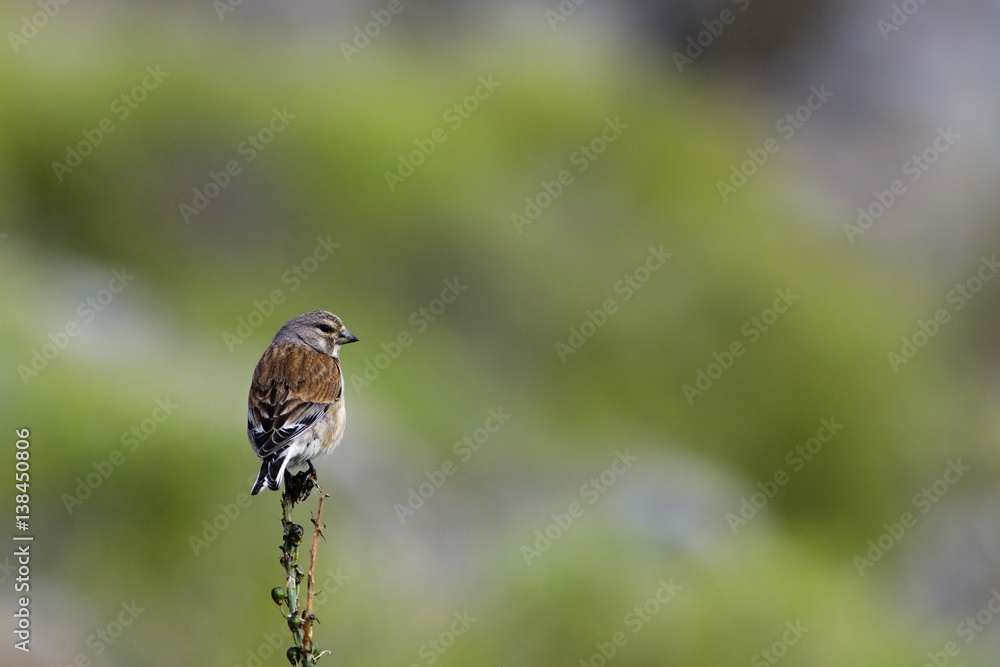Fototapeta premium Common Linnet (Linaria cannabina), Greece
