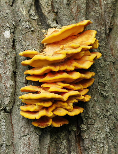 Laetiporus sulphureus bracket fungus on the side of oak trunk.