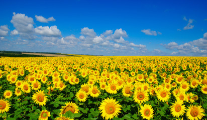 Wandcirkels Zonnebloem Bloeiend zonnebloemenveld in zonneschijn  © Alekss