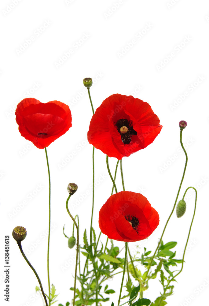 Fototapeta premium czerwone maki na białym tle