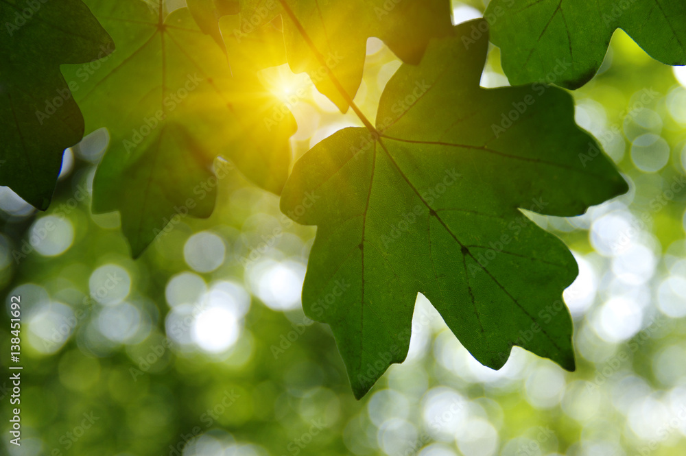 Fototapeta premium Green leaves and sun