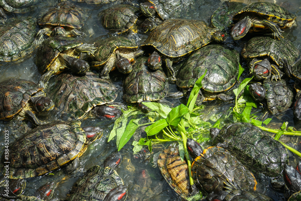 Hungry turtles in a temple