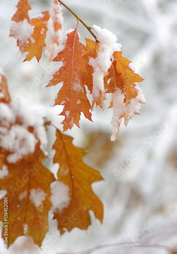 Yellow leaves in snow.