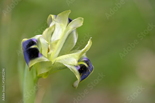 Snake's Head Iris (Iris tuberosa or Hermodactylus tuberosus), Crete photo