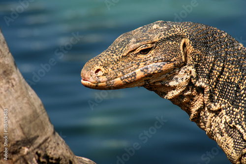 Big Lizard close up