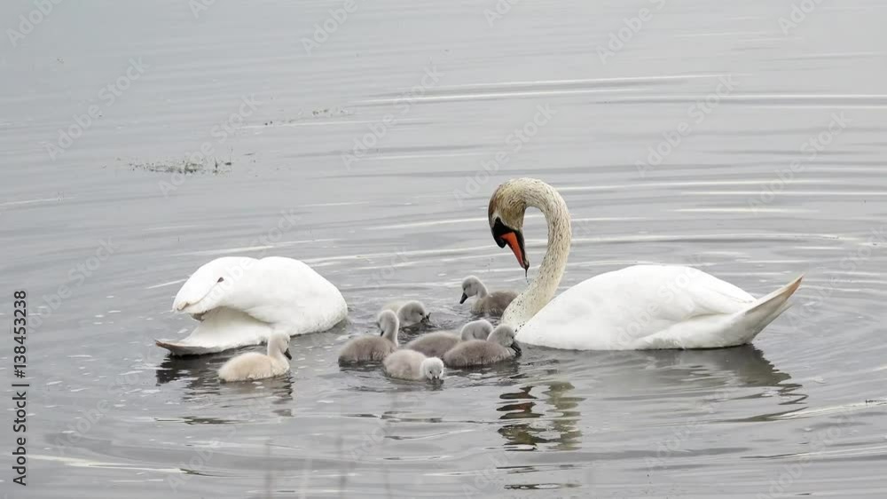swan with cygnets swimming in the lake swan with cygnets swimming in the lake