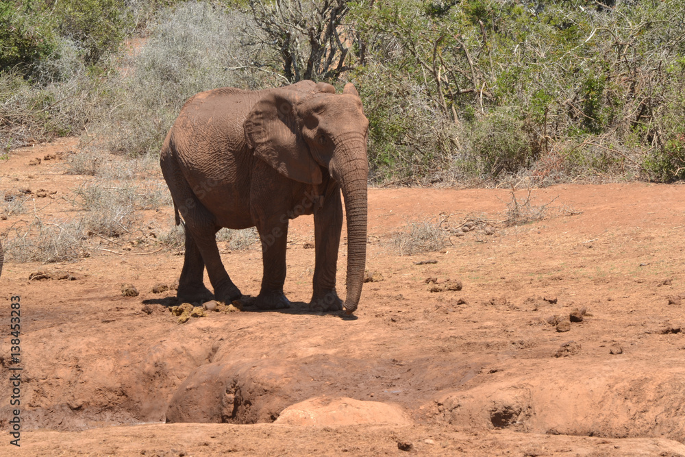 Alter afrikanischer Elefant