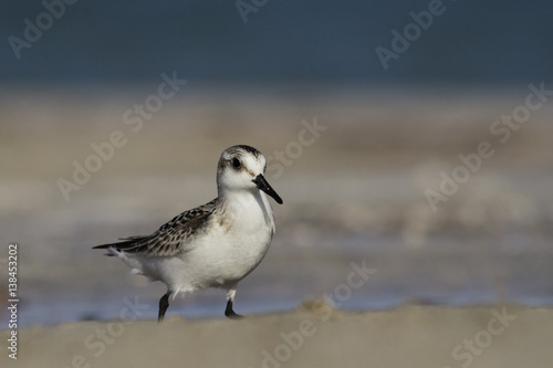 Canvas Print Sanderling (Calidris alba), Greece